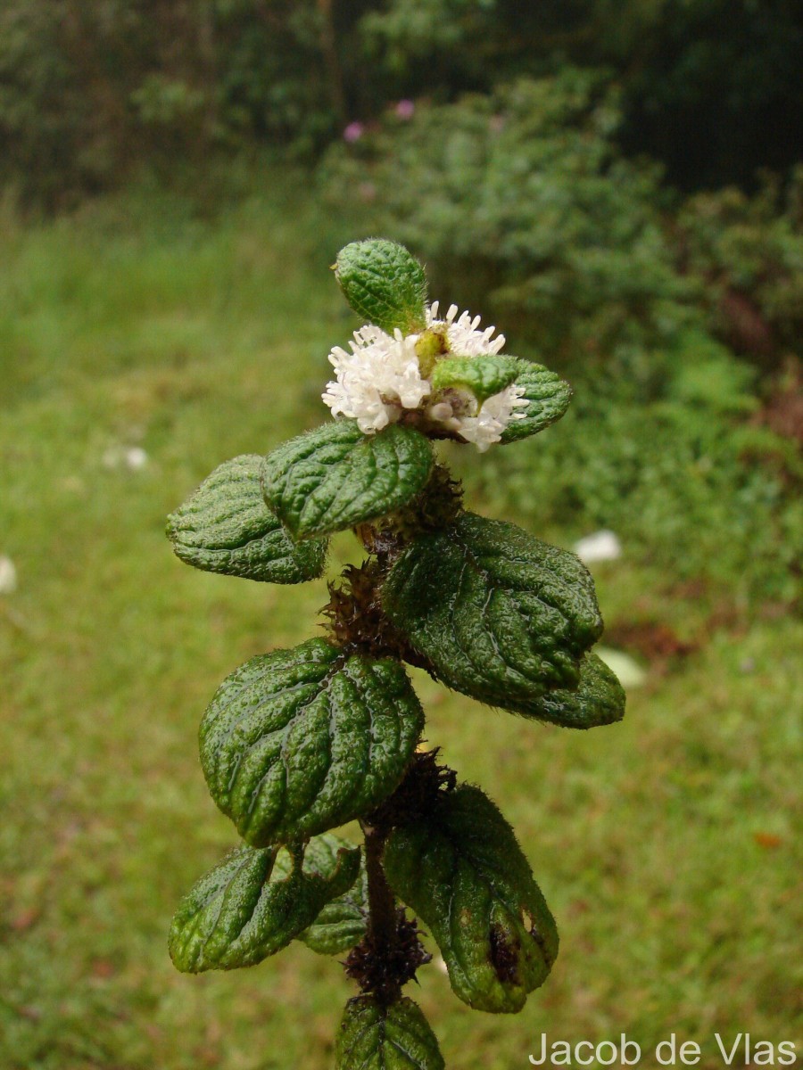 Hedyotis ceylanica N.Wikstr. & Neupane